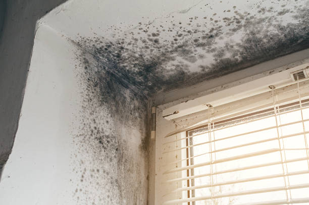 Affordable Attic Mold Remediation solutions in Medina, NY